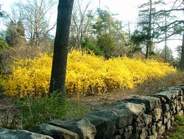 forsythia 1