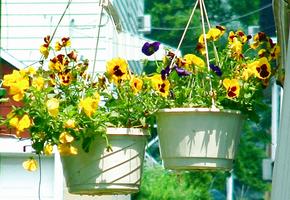 hanging baskets